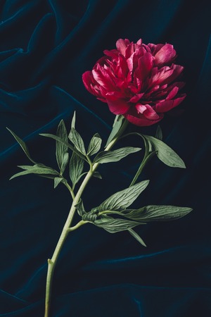 top view of one pink peony with leaves on dark clothの写真素材