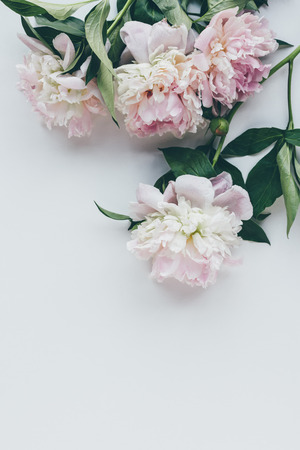 top view of light pink peonies with leaves on whiteの写真素材