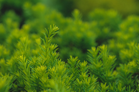 Green small plant leaves texture backgroundの写真素材