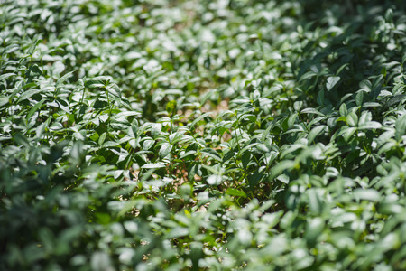 Vinca plant spreading on ground in forest