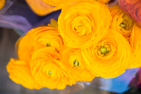selective focus of beautiful yellow ranunculusesの写真素材