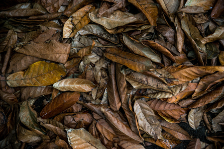 full frame image of autumn leaves backgroundの写真素材