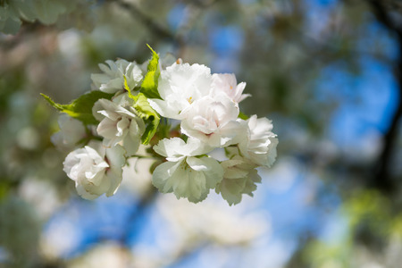 close-up view of beautiful blossoming tree branch, selective focusの写真素材