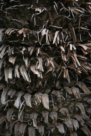 full frame image of bark of palm tree backgroundの写真素材