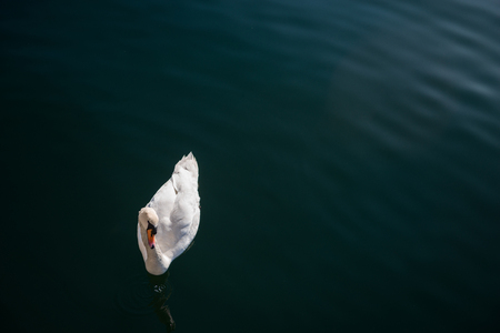 top view of beautiful white swan floating on waterの写真素材
