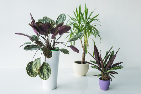 calathea plants and palm in pots isolated on grey backgroundの写真素材