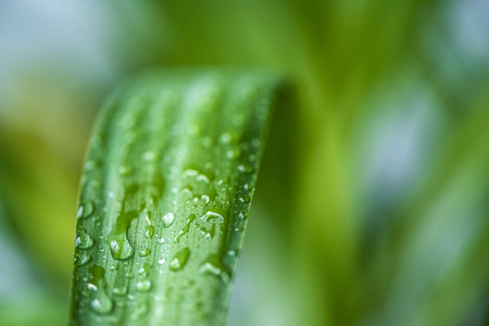 close up view of green leaf with water drops on blurred backgroundの写真素材