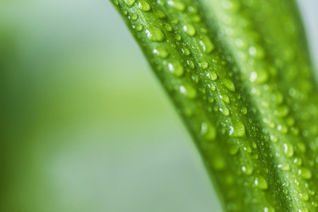 close up view of green leaf with water drops on blurred backgroundの写真素材