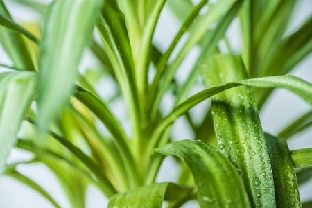 close up view of green leaves with water drops on blurred backgroundの写真素材