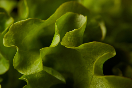 full frame shot of fresh lettuce leavesの写真素材