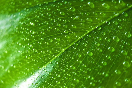 close up view of green leaf with water drops
