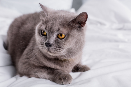 close up view of grey britain shorthair cat resting on bedの写真素材