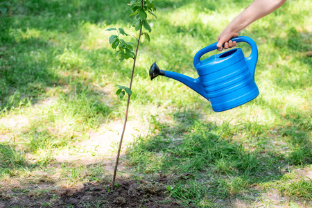 partial view of man watering new tree in parkの写真素材