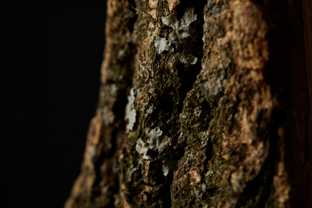 Close up shot of tree bark isolated on black backgroundの写真素材