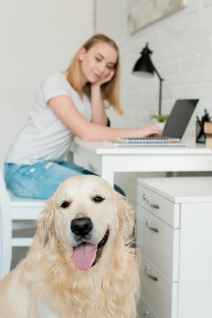 teen student girl doing homework with her golden retriever on foregroundの写真素材