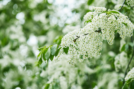 close-up shot of beautiful bird-cherry blossomの写真素材
