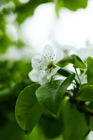 close-up shot of beautiful white cherry flowers on treeの写真素材