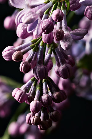 close-up shot of beautiful closed lilac flowers covered with water dropsの写真素材