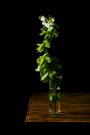 close-up shot of branch of white cherry blossom in vase on wooden table isolated on blackの写真素材