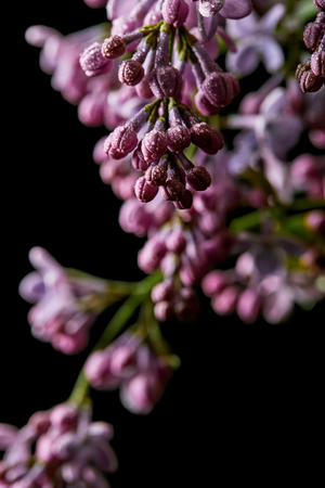 close-up shot of aromatic lilac flowers covered with water drops isolated on blackの写真素材