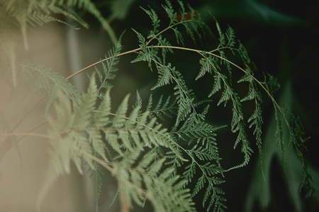 selective focus of branches with green leaves of cypressの写真素材