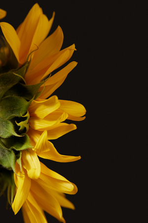 rear view of yellow sunflower with petals, isolated on blackの写真素材