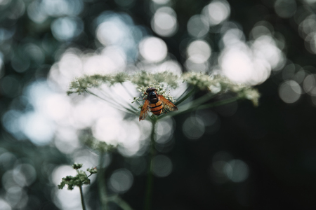 selective focus of bee on cow parsley flowers with blurred backgroundの写真素材