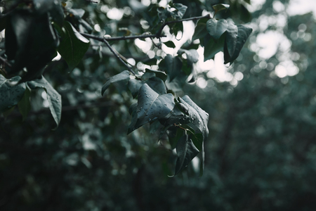 selective focus of tree branch with green leaves covered by water drops on blurred backgroundの写真素材