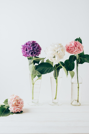 pink, purple and white hydrangea blossom in glass vases, on whiteの写真素材