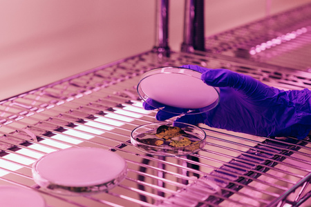 cropped image of scientist closing petri dish with leaves in agro laboratory with ultra violet light