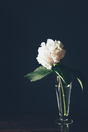 white hortensia bloom in glass vase, on blackの写真素材