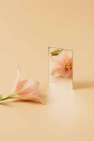 pink beautiful lily flower reflecting in mirror on beige tableの写真素材