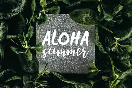 card with words Aloha Summer, water drops and fresh green leavesの写真素材