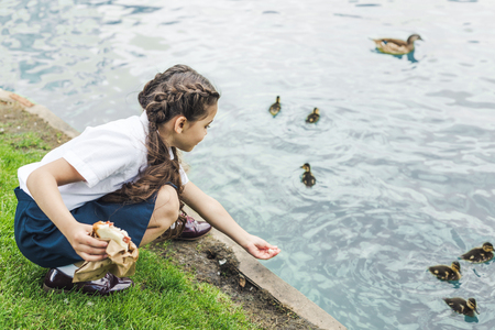 adorable schoolgirl feeding ducklings in pondの写真素材