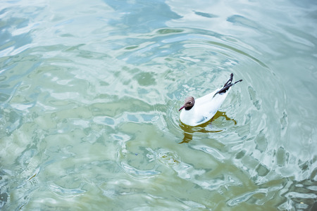 high angle view of lonely seagull swimming in blue pondの写真素材