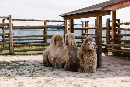 front view of two humped camel sitting on ground in corral at zoo