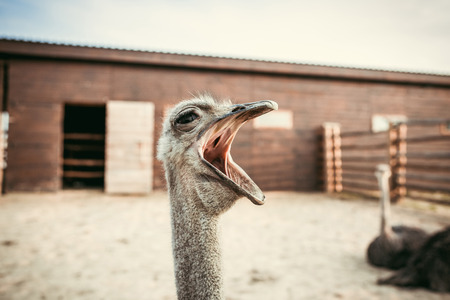 closeup shot of yawning ostrich in corral at zooの写真素材