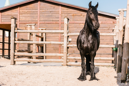 front view of black horse standing in front of wooden fence in corral at zooの写真素材