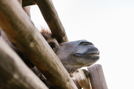 low angle view of camel muzzle near wooden fence at zooの写真素材
