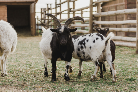 close up view of goats grazing in corral with wooden fence at farmの写真素材
