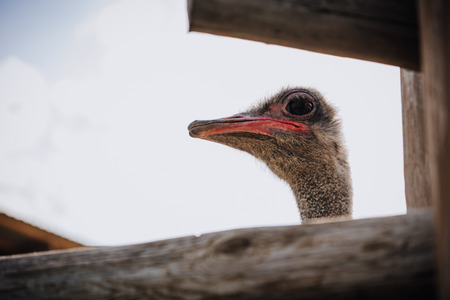 closeup shot of ostrich muzzle against cloudy sky at zooの写真素材