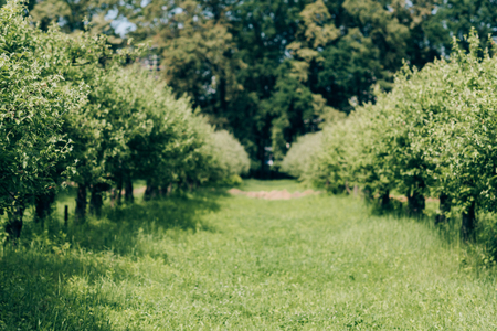 selective focus of arranged trees and green grassの写真素材