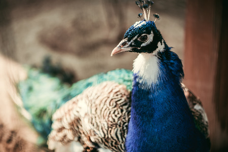 close up image of peacock standing on blurred backgroundの写真素材