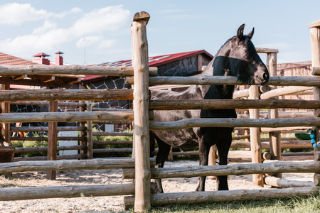 close up image of horse standing near wooden fence in corral at zooの写真素材