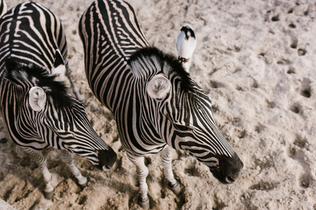 high angle view of two zebras grazing on ground at zooの写真素材