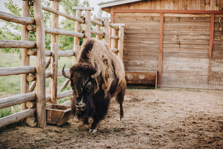 close up view of bison grazing in corral at zooの写真素材