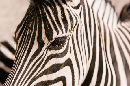 close up shot of zebra muzzle on blurred background at zoo