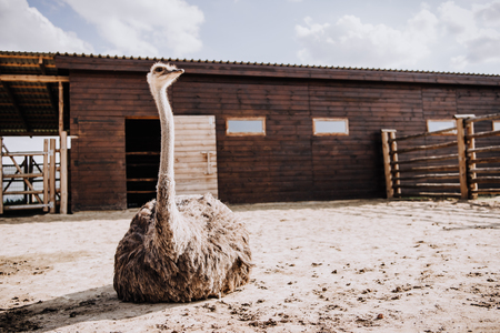 closeup view of ostrich sitting on ground in corral at zoo