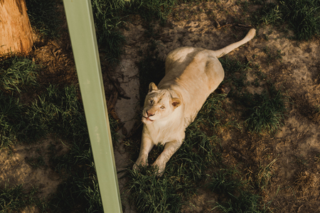 high angle view of lioness laying on grass and looking at camera at zooの写真素材