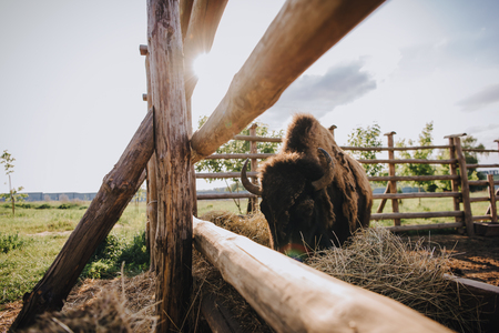 close up view of bison eating dry grass in corral against sunlight at zooの写真素材